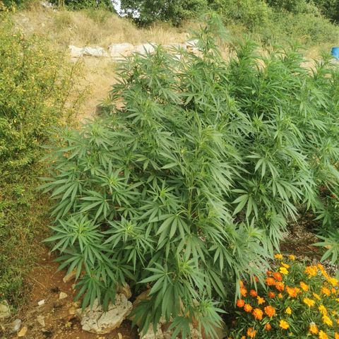 LOC #1 growlog timeline photo