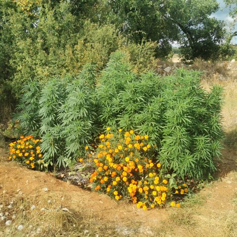 GZ #1 growlog timeline photo