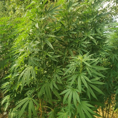 LOC #2 growlog timeline photo