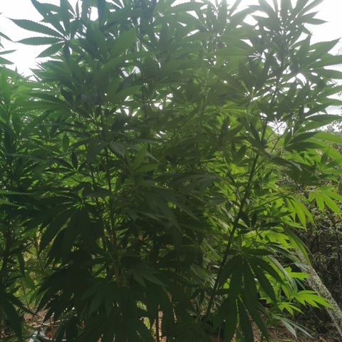 PP*DSD #2 growlog timeline photo