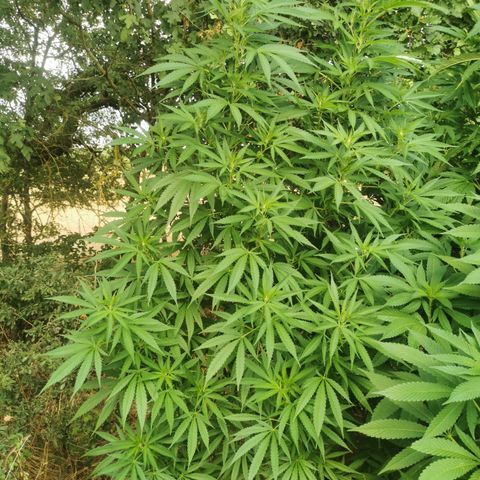 GZ #3 growlog timeline photo
