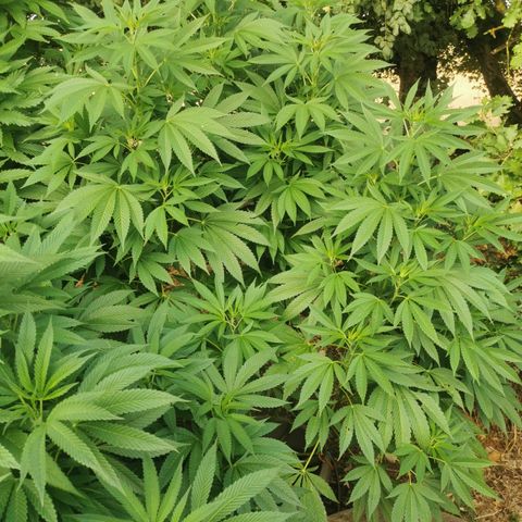 OG Kush growlog timeline photo