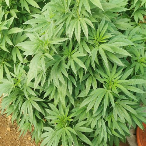 PP*DSD #3 growlog timeline photo