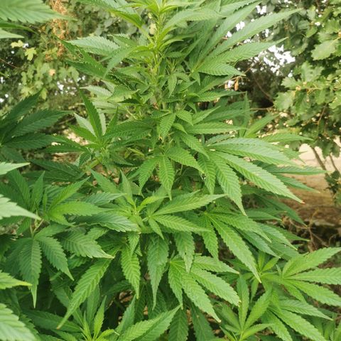 GZ #4 growlog timeline photo