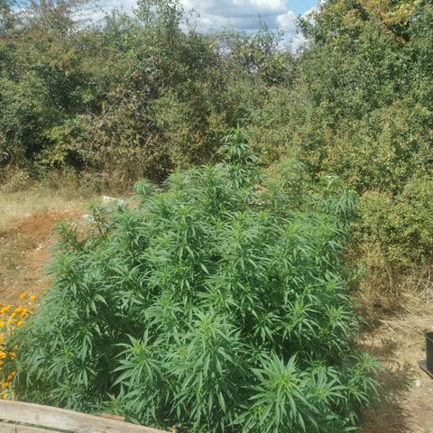 GZ #1 growlog timeline photo