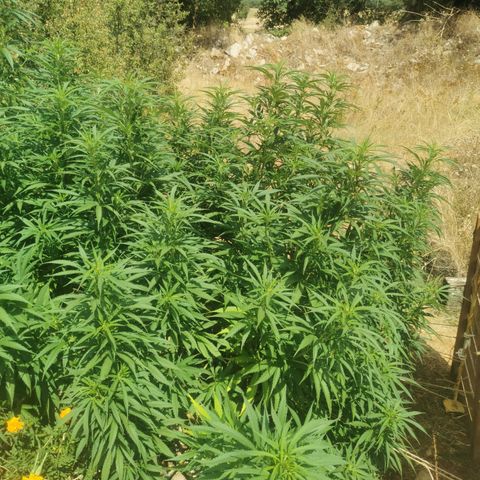 GZ #1 growlog timeline photo