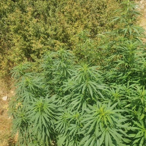 LOC #1 growlog timeline photo