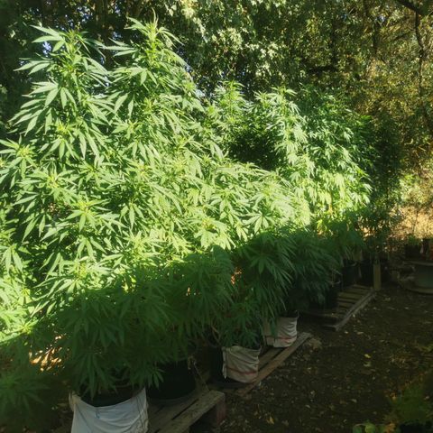 GZ #4 growlog timeline photo
