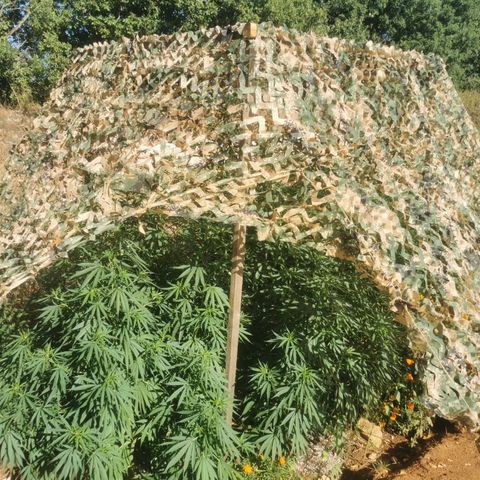 GZ #1 growlog timeline photo