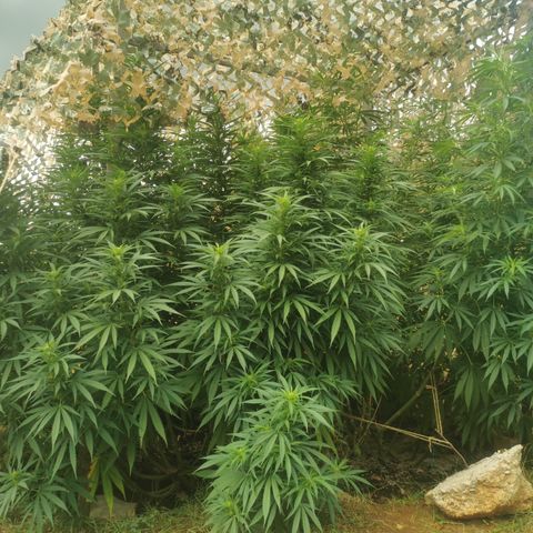 GZ #1 growlog timeline photo