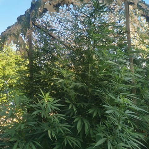 LOC #1 growlog timeline photo