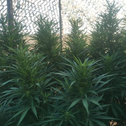 GZ #1 growlog timeline photo