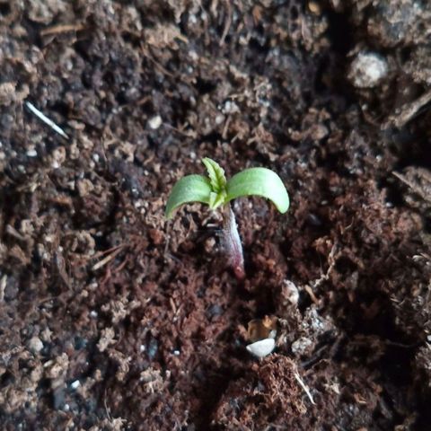 Special Queen 1# growlog timeline photo