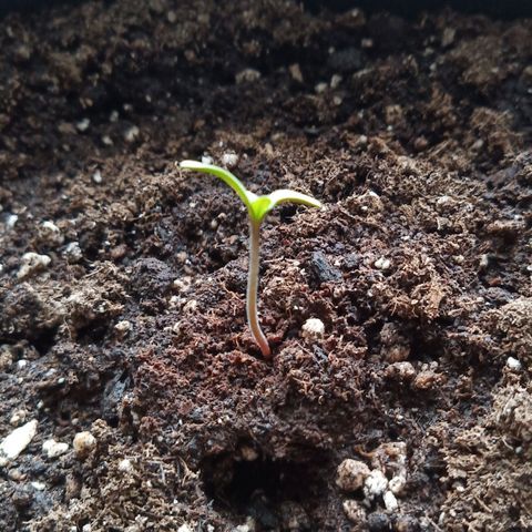 Special Queen 1# growlog timeline photo