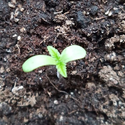 Special Queen 1# growlog timeline photo