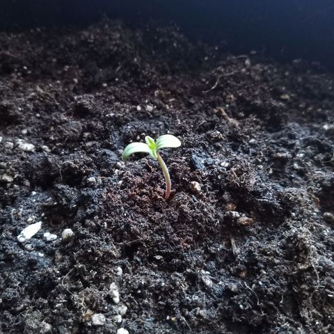 Special Queen 1# growlog timeline photo