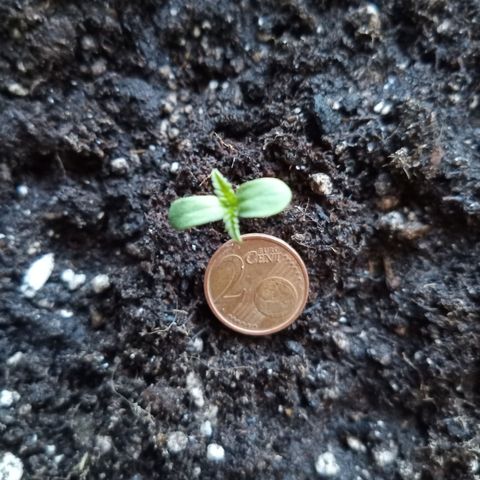 Special Queen 1# growlog timeline photo