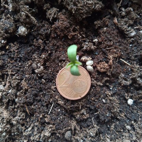 Special Queen 1# growlog timeline photo