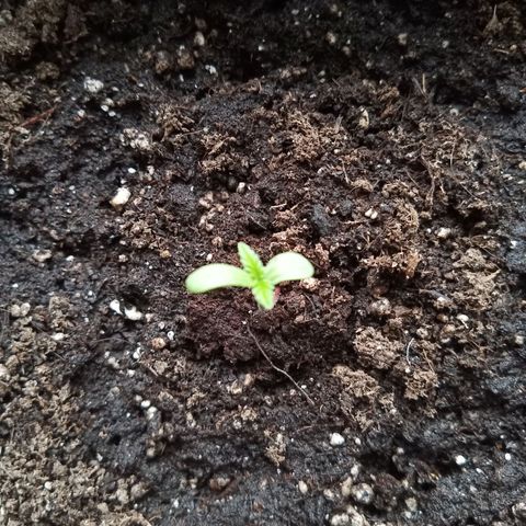 Special Queen 1# growlog timeline photo