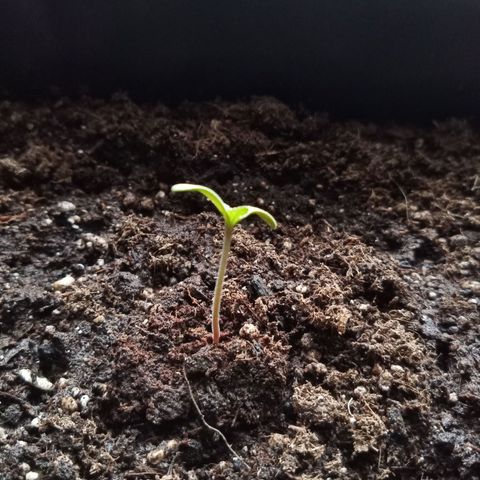 Special Queen 1# growlog timeline photo