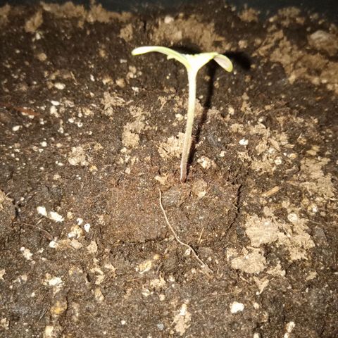 Special Queen 1# growlog timeline photo