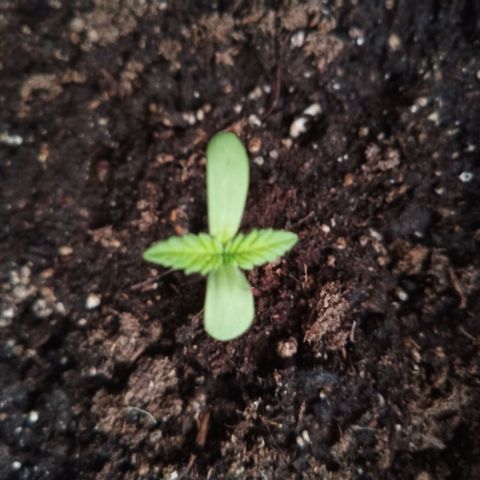 Special Queen 1# growlog timeline photo