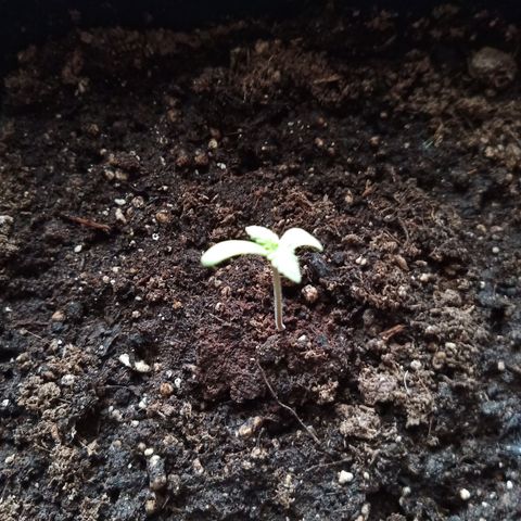 Special Queen 1# growlog timeline photo
