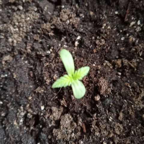 Special Queen 1# growlog timeline photo