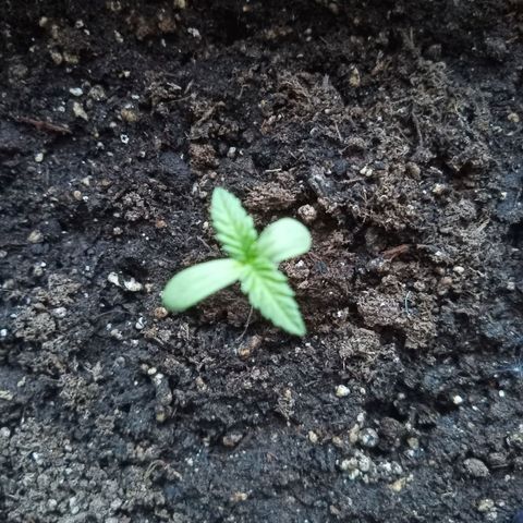 Special Queen 1# growlog timeline photo
