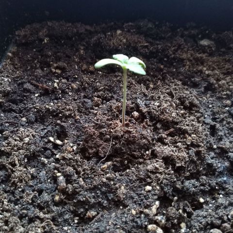 Special Queen 1# growlog timeline photo