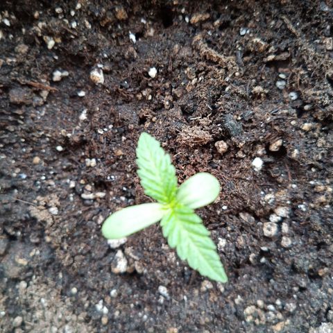 Special Queen 1# growlog timeline photo