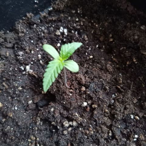 Special Queen 1# growlog timeline photo