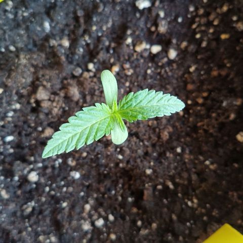 Special Queen 1# growlog timeline photo