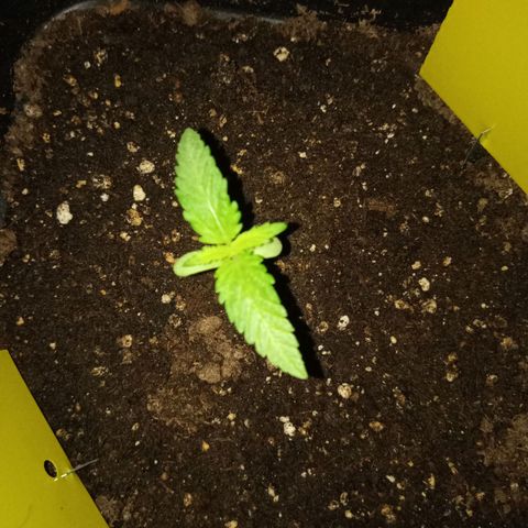 Special Queen 1# growlog timeline photo