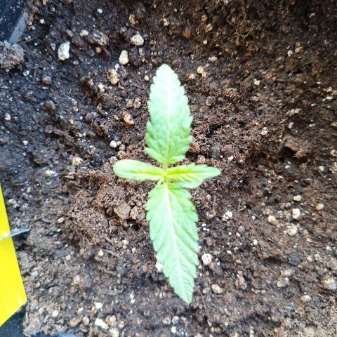 Special Queen 1# growlog timeline photo