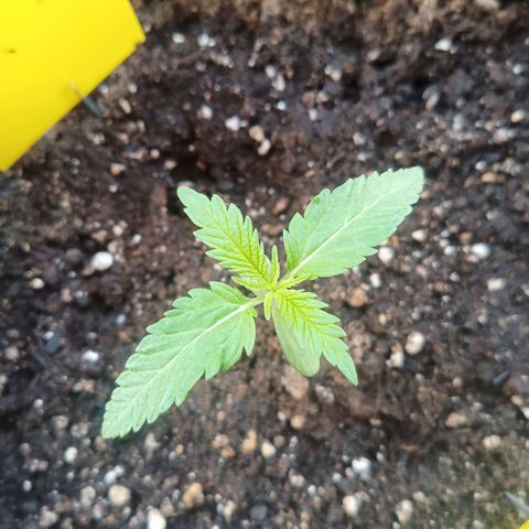Special Queen 1# growlog timeline photo