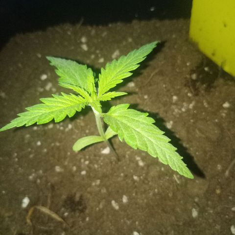 Special Queen 1# growlog timeline photo