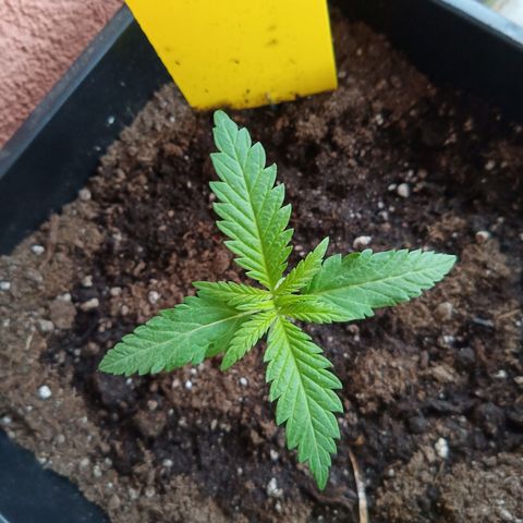 Special Queen 1# growlog timeline photo