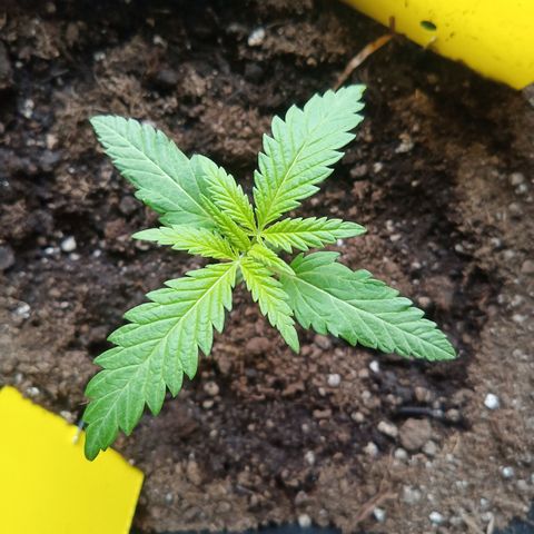 Special Queen 1# growlog timeline photo