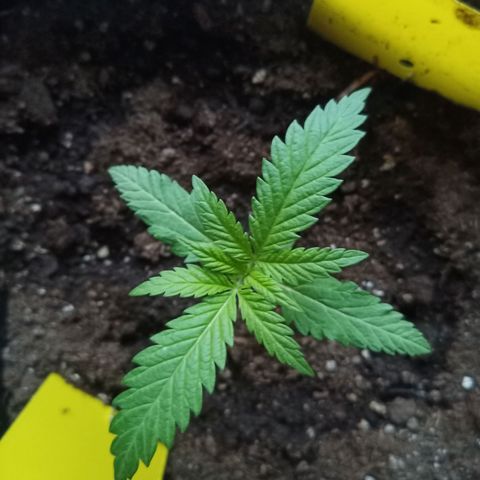 Special Queen 1# growlog timeline photo
