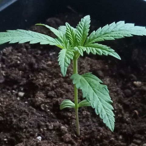 Special Queen 1# growlog photo: 0546