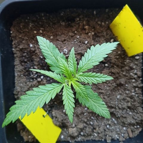 Special Queen 1# growlog timeline photo