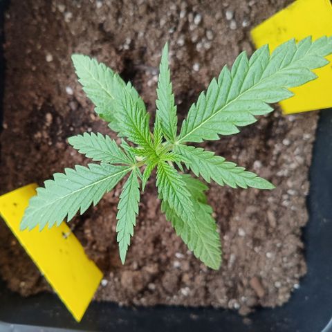 Special Queen 1# growlog timeline photo