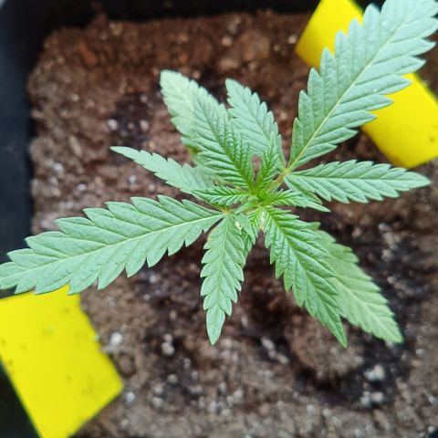 Special Queen 1# growlog timeline photo
