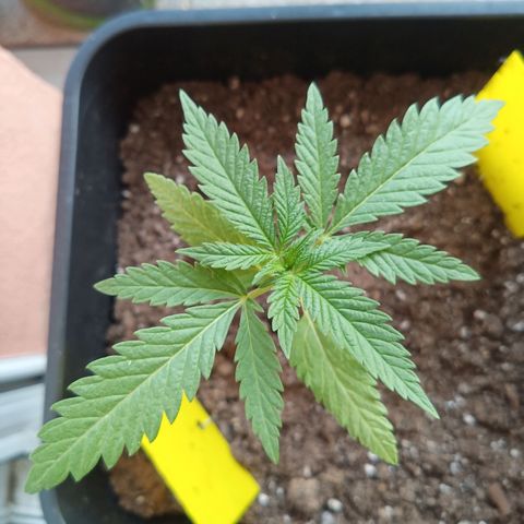 Special Queen 1# growlog timeline photo