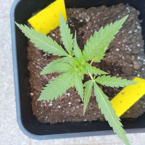 Special Queen 1# growlog timeline photo