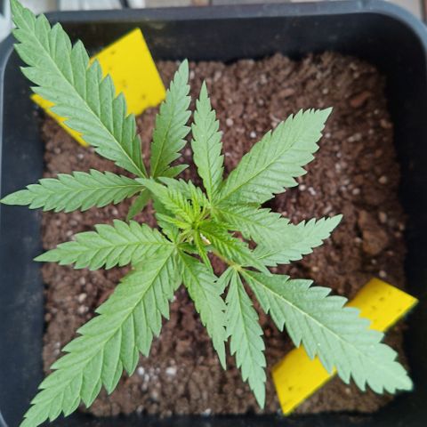 Special Queen 1# growlog timeline photo
