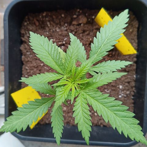 Special Queen 1# growlog timeline photo