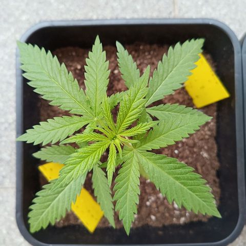 Special Queen 1# growlog timeline photo