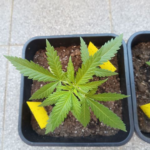 Special Queen 1# growlog timeline photo